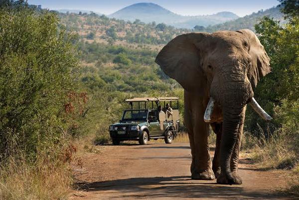 Experience the breathtaking Bakubung Bush Lodge on foot in South Africa