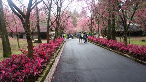 Cherry Blossoms time in Taiwan