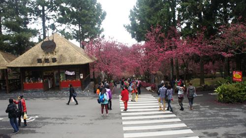 Cherry Blossoms time in Taiwan