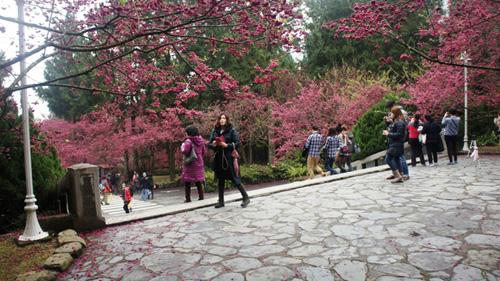 Cherry Blossoms time in Taiwan