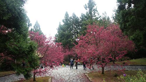 Cherry Blossoms time in Taiwan