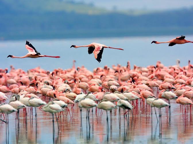 Birds in flight