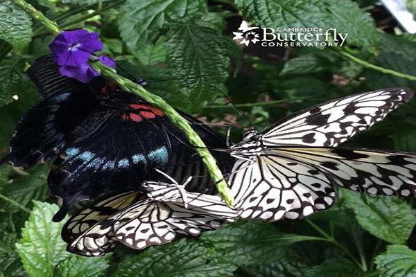 Cambridge, Ontario: Butterfly snowfall