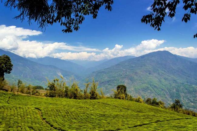 Priya Entertainments and Sikkim government collaborate to develop tea-tourism in Temi