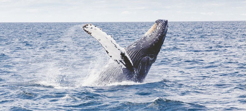 UN delegates reach historic agreement on protecting marine biodiversity in international waters