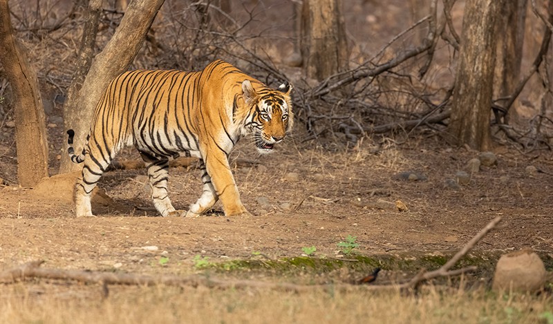 Tigers burn bright in India under the shadow of human-animal conflict