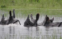 The new Rhino colony