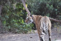 Sariska Tiger Reserve: A maharani recognised