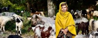 South Kashmir The costs of coexisting with predatory wildlife