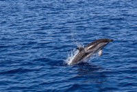 India's River Dolphin: Clear And Present Danger