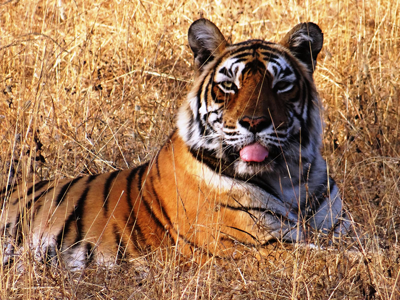 Prabha Khaitan Foundation and WWF-India to celebrate the unsung guardians of India's forest and wildlife