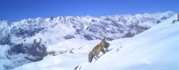 Snow Leopards and Dogs: How Himalayan Carnivores Rewire Survival in Spiti