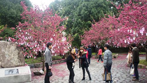 Cherry Blossoms time in Taiwan