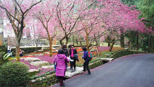 Cherry Blossoms time in Taiwan