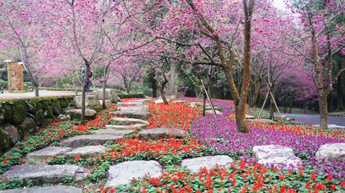 Cherry Blossoms time in Taiwan