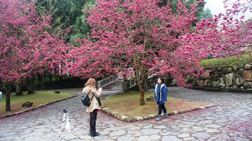 Cherry Blossoms time in Taiwan