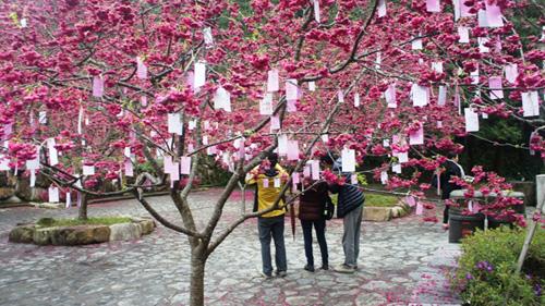 Cherry Blossoms time in Taiwan