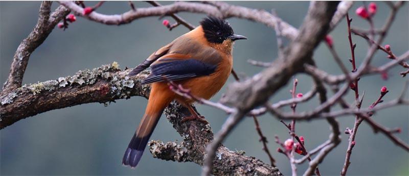 Land use changes in Himalaya: Clear and Present Danger to birds