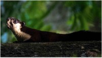 The case of northeast Indias Malayan giant squirrels