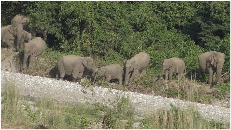 West Bengal: Elephant attack kills Madhyamik examinee in Raiganj