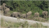 West Bengal: Elephant attack kills Madhyamik examinee in Raiganj
