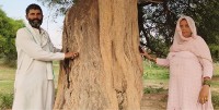 A Haryana village resists government buildings to protect iconic trees