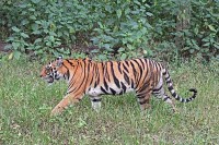Indias tiger reserves have helped fight climate change