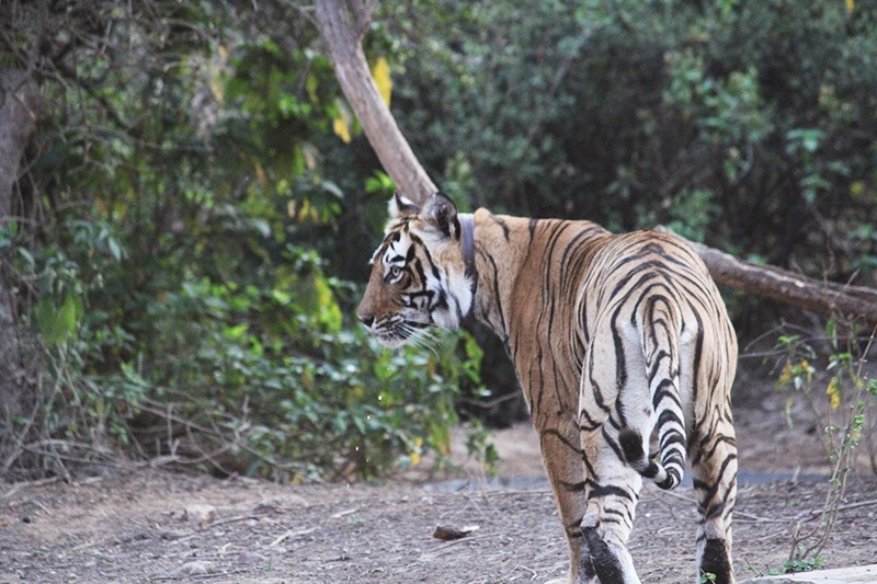 Sariska Tiger Reserve: A maharani recognised Sariska Tiger Reserve: A maharani recognised