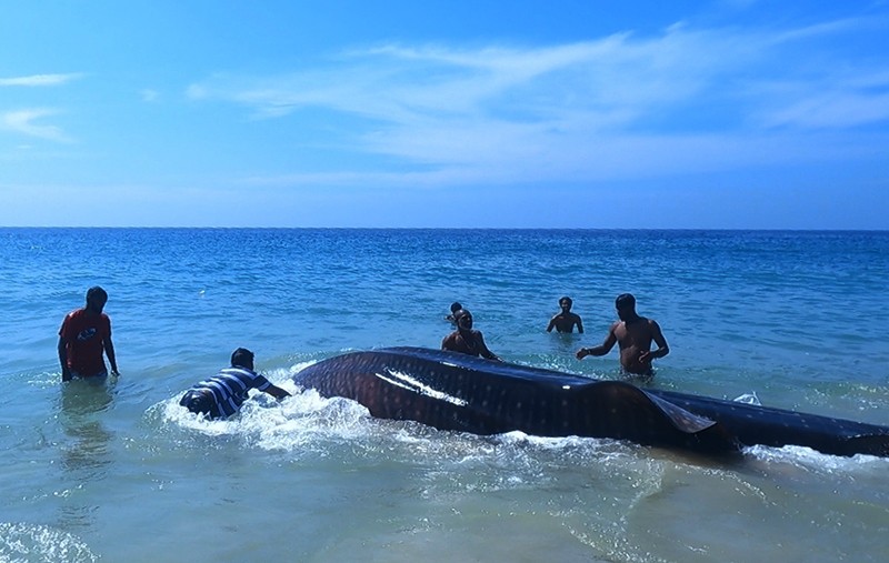 From Nets to Lifelines: The Rising Whale Shark Rescue Movement Across Indias West Coast