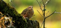 Disappearing Nilgiri grasslands impact bird populations Disappearing Nilgiri grasslands impact bird populations