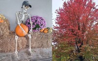 Autumn songs